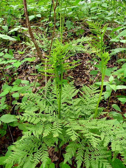 {Botrypus virginianus}